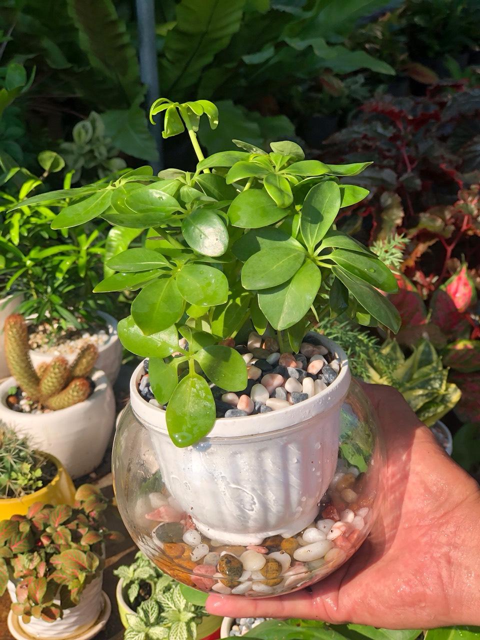 Chậu thủy tinh cây Ngũ Gia Bì Thủy Canh