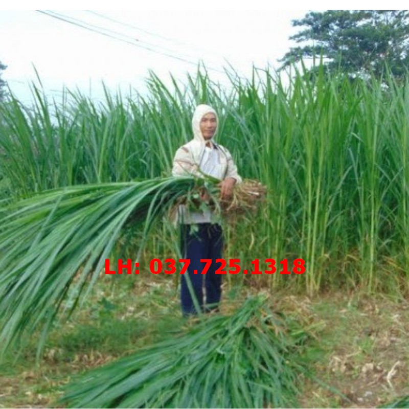 Hạt giống cỏ voi lai f1 không lông lá mềm - cỏ cao lương, cỏ chăn nuôi trâu, bò, dê, ngựa, thỏ, cá.