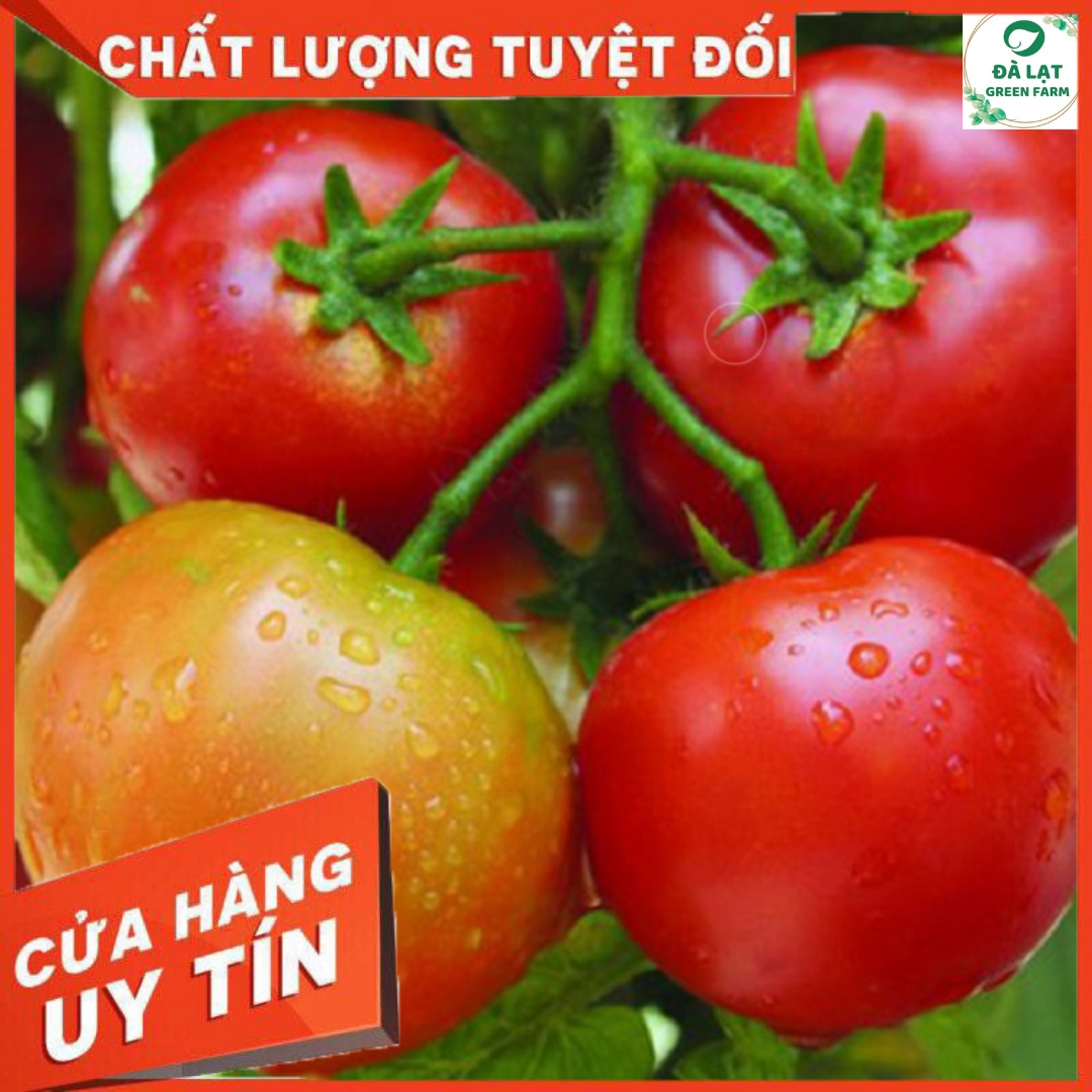Hạt giống cà chua quả to chịu nhiệt _50 hạt