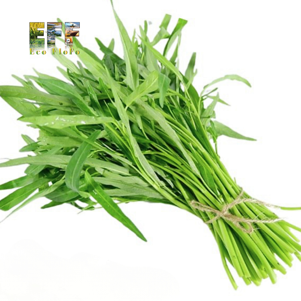 1 Thùng 12Kg Rau Muống Nước Eco FloFo Đạt Chuẩn VietGAP (Chỉ Bán Hàng Loại A+ Được Tuyển Chọn Để Xuất Khẩu)