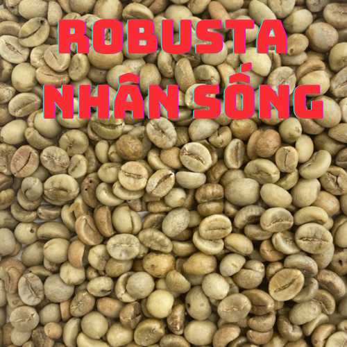Cà phê hạt nhân sống chưa rang robusta 500gr /1 bịch