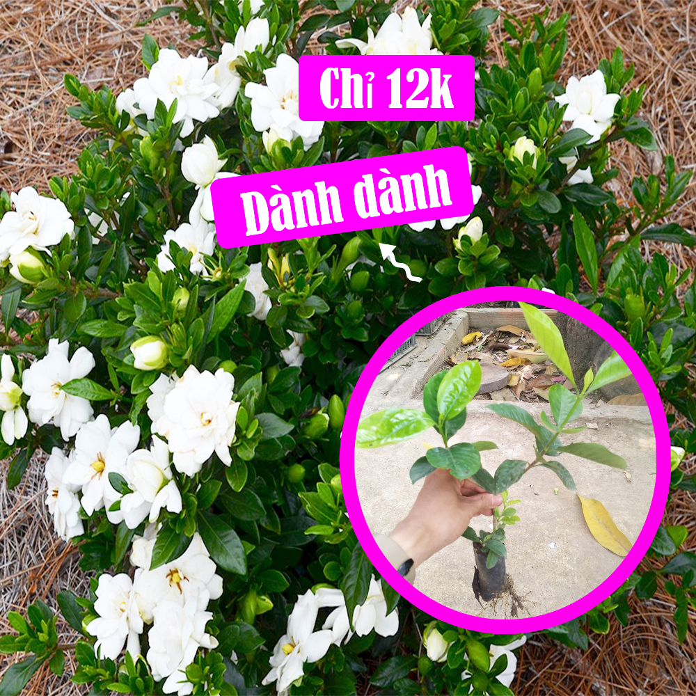 Cây Dành Dành, Bạch Thiên Hương