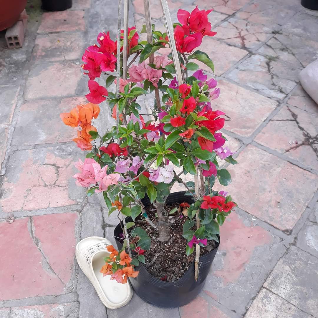 Cây bông giấy thái ngũ sắc - cây nguyên bản- cao 30cm