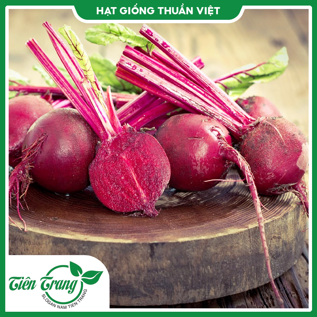 Hạt giống củ dền tn
