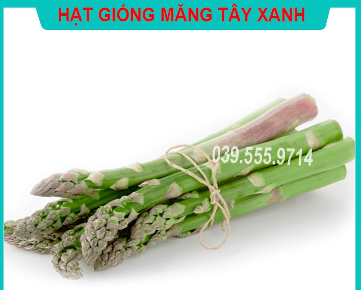 Hạt giống măng tây xanh 100hạt - năng suất cao