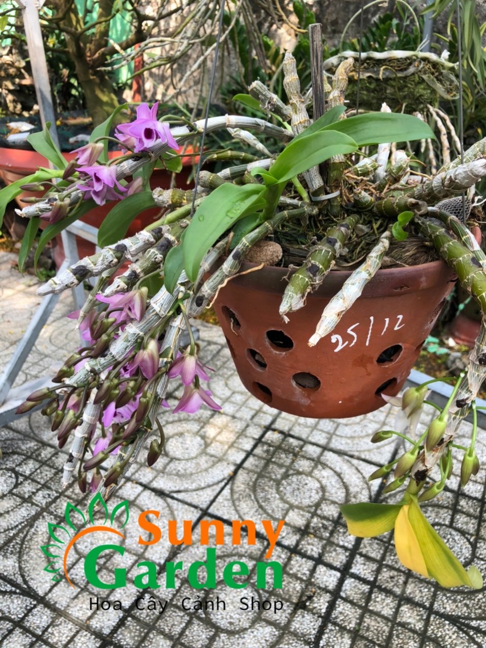 Lan Trầm Rừng - Hoa Lan Chậu Đất Nung