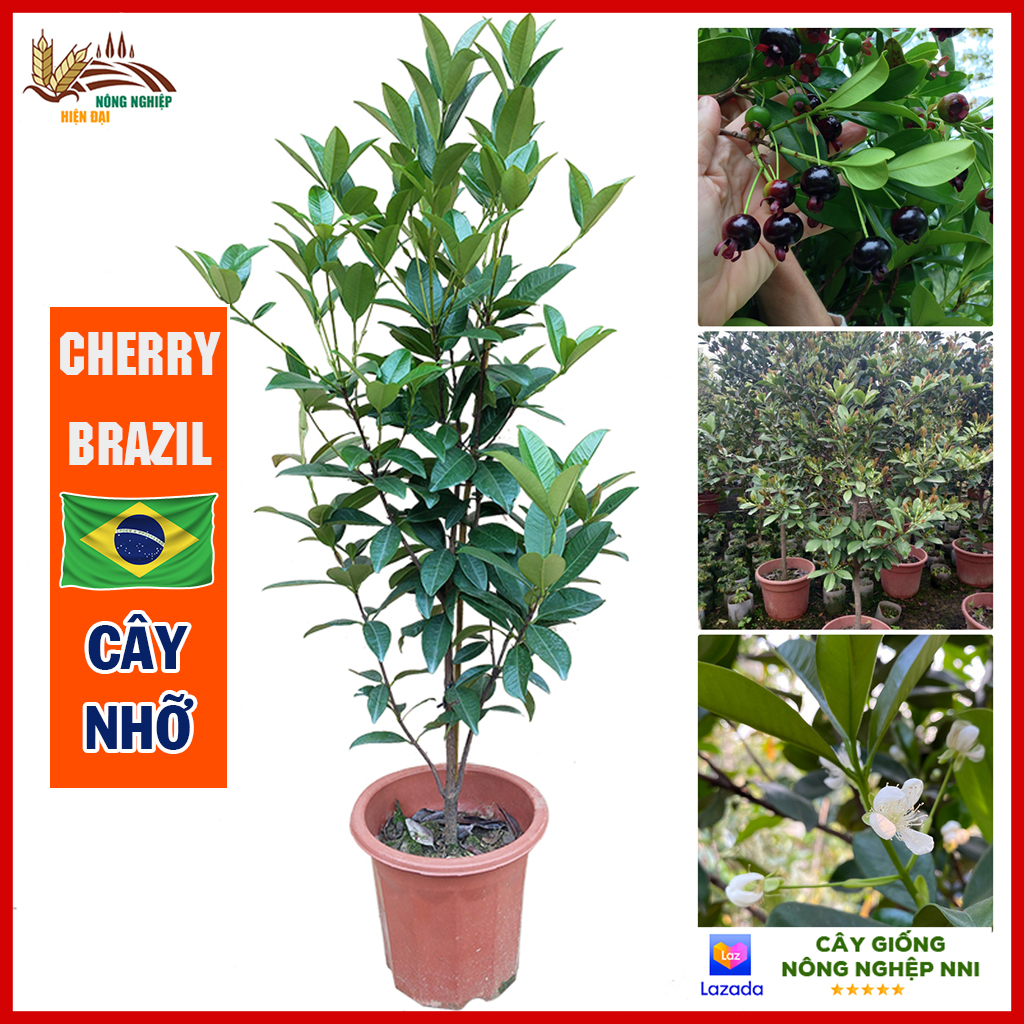 Cây cherry Brazil nhỡ - giống cây nhập khẩu chịu nhiệt tốt trồng được khắp các vùng miền Việt Nam | QD83