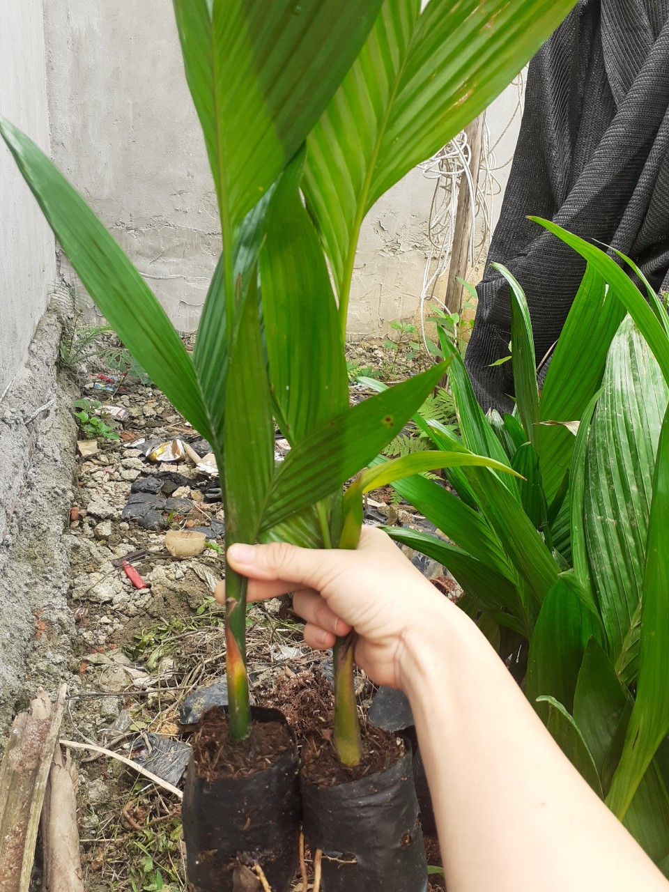 Cây giông cau lùn chuẩn cau tứ quý f1 trồng 1 năm cho quả