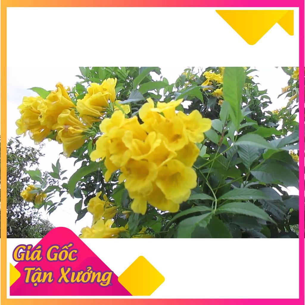 [HCM]Khu Vườn Hạt Giống Hoa Hoàng Yến .