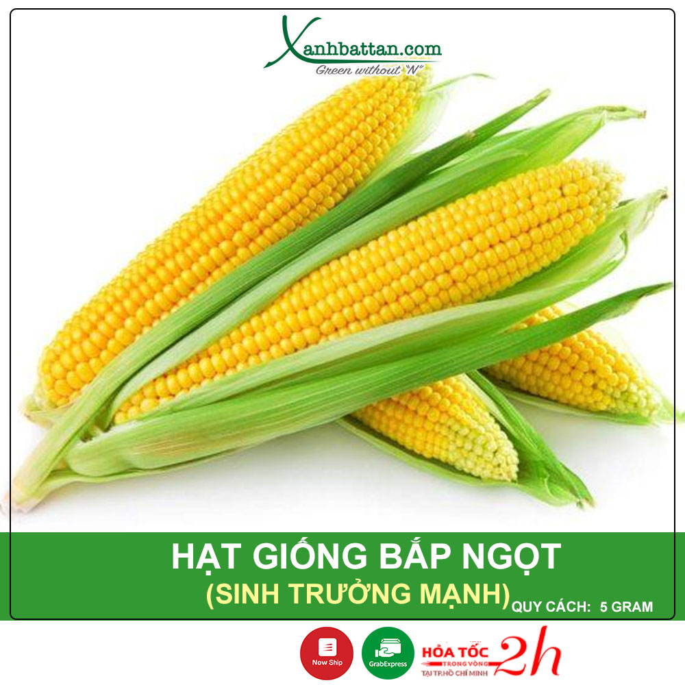 Hạt giống bắp ngọt lai f1 highland 39 gói 5 gram