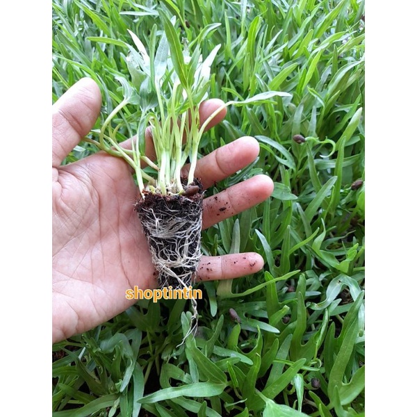 Combo 10 Bụi cây giống rau muống hạt ươm vỉ