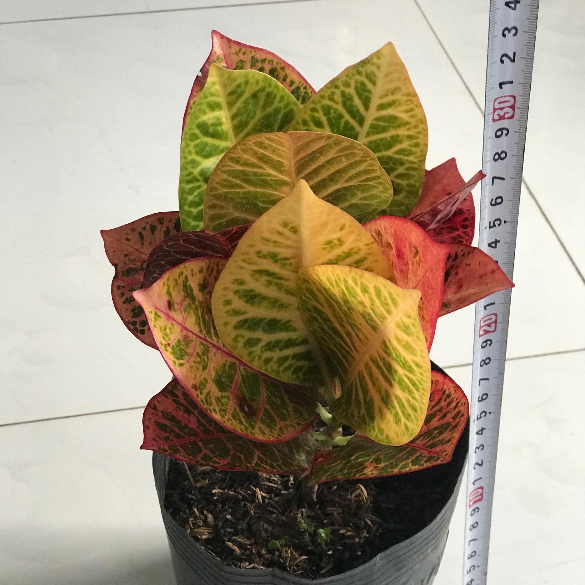 Cây cô tòng lá mít + tặng phân bón cho cây mau lớn