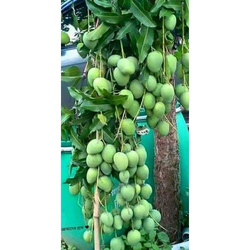 CÂY GIỐNG XOÀI CƠM VÀNG