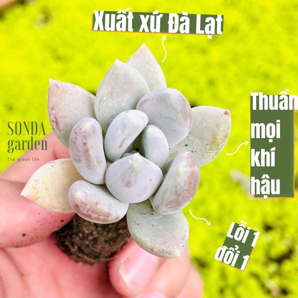Sen đá sỏi xám size mini siêu khỏe đẹp lỗi 1 đổi 1
