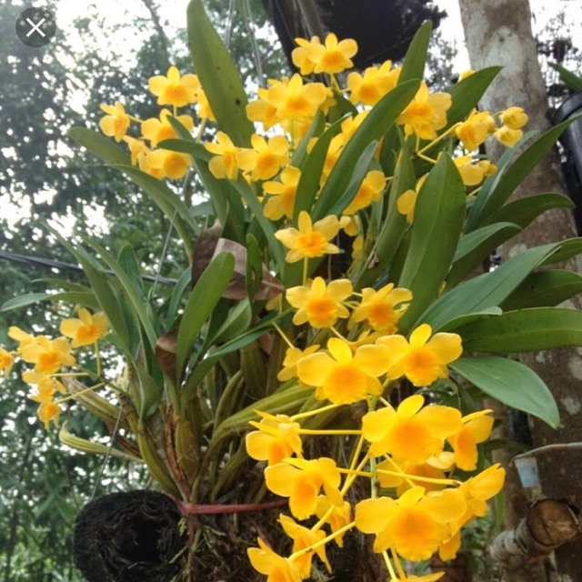 LAN HOÀNG LẠP nguyên chậu hàng hiếm rừng Tây Bắc hoa đẹp lâu