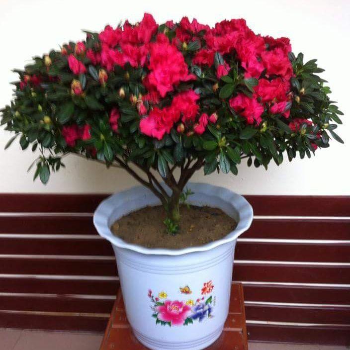 [Sale  off] Hạt giống hoa đỗ quyên  chất lượng cao - Tặng kích mầm & Tài liệu hướng dẫn gieo trồng