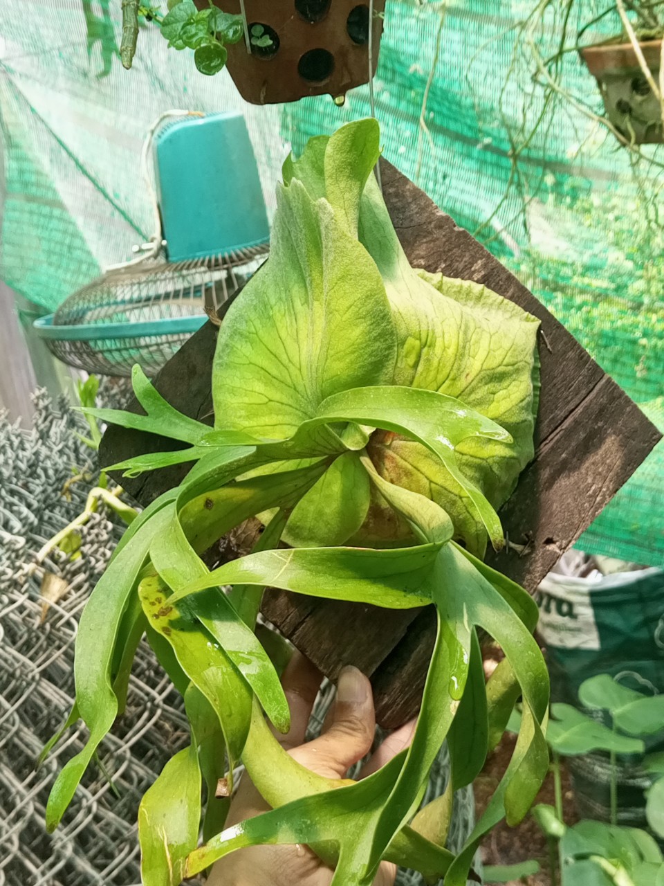 Cây ổ rồng, ghép gỗ có móc treo