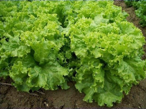 Hạt giống rau Xà Lách Xoăn Xanh - 5gr