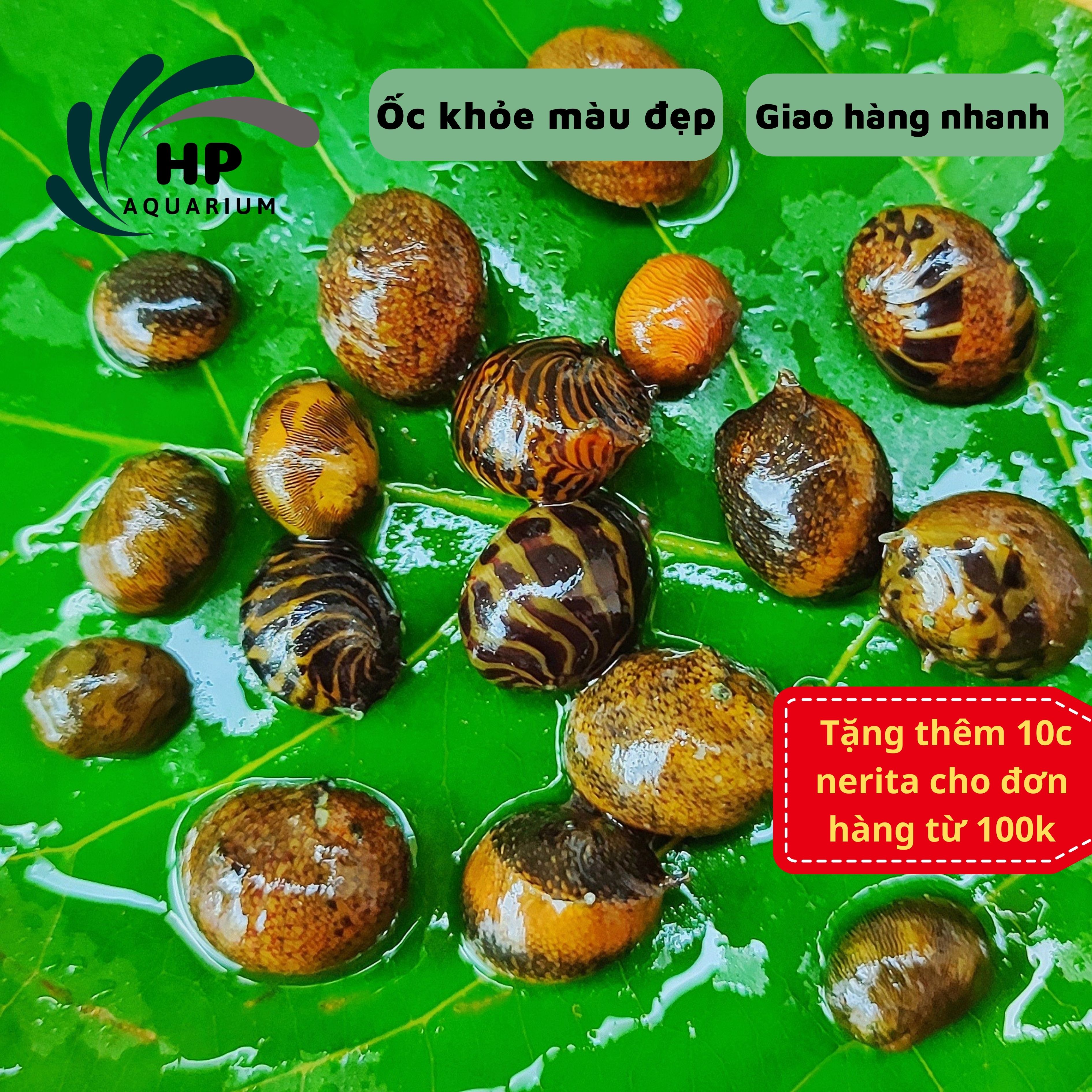 15 ốc nerita thủy sinh chuyên diệt rêu, dọn dẹp cho hồ cá cảnh