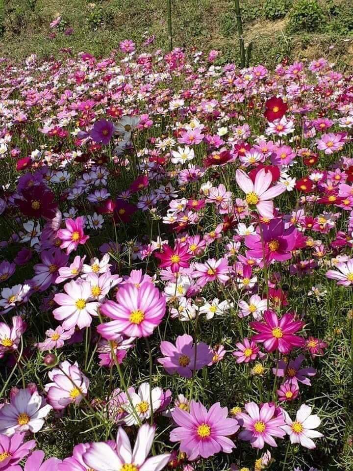 1 lạng hạt giống hoa cúc bướm, sao nhái nhiều màu