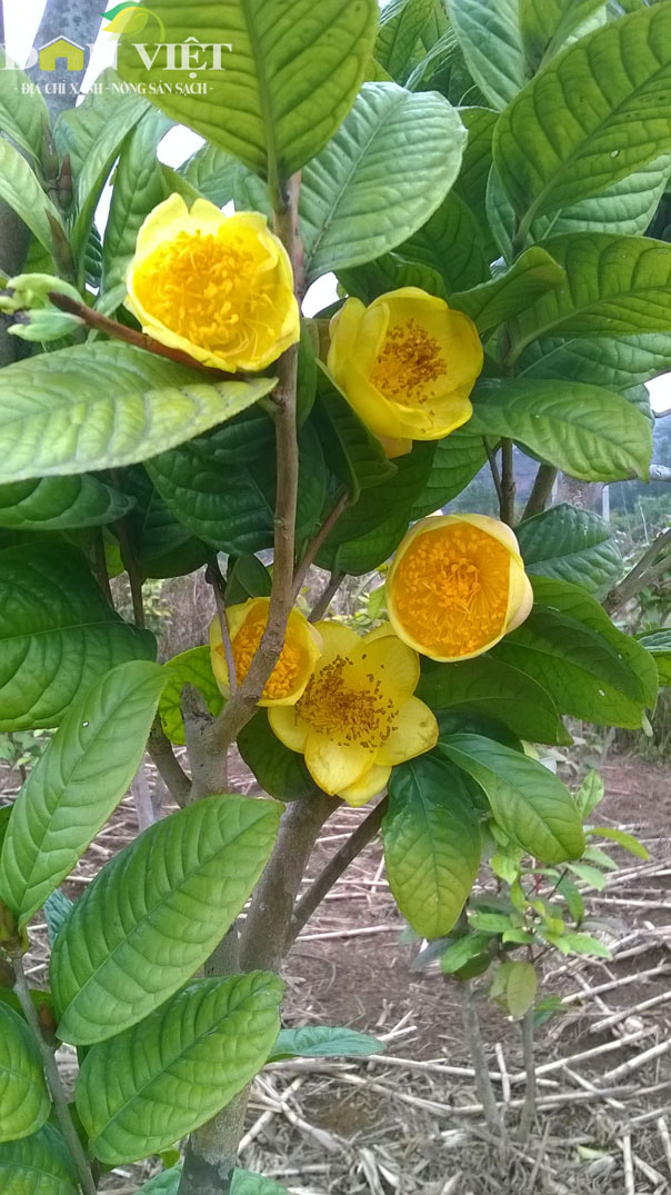 Cây trà hoa vàng đẹp tuyệt vời và có nhiều lợi ích cho sức khỏe của bạn. Hương thơm của trà hoa vàng sẽ khiến bạn thư giãn và giảm căng thẳng. Hãy nhấn vào hình ảnh liên quan để tham khảo về cây trà hoa vàng này.