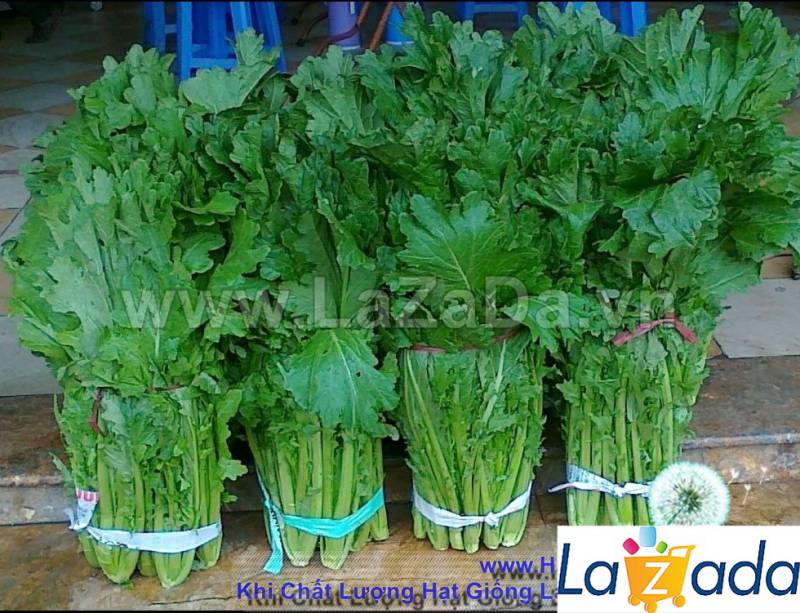Bộ 5gói 10gr hạt giống cải mèo
