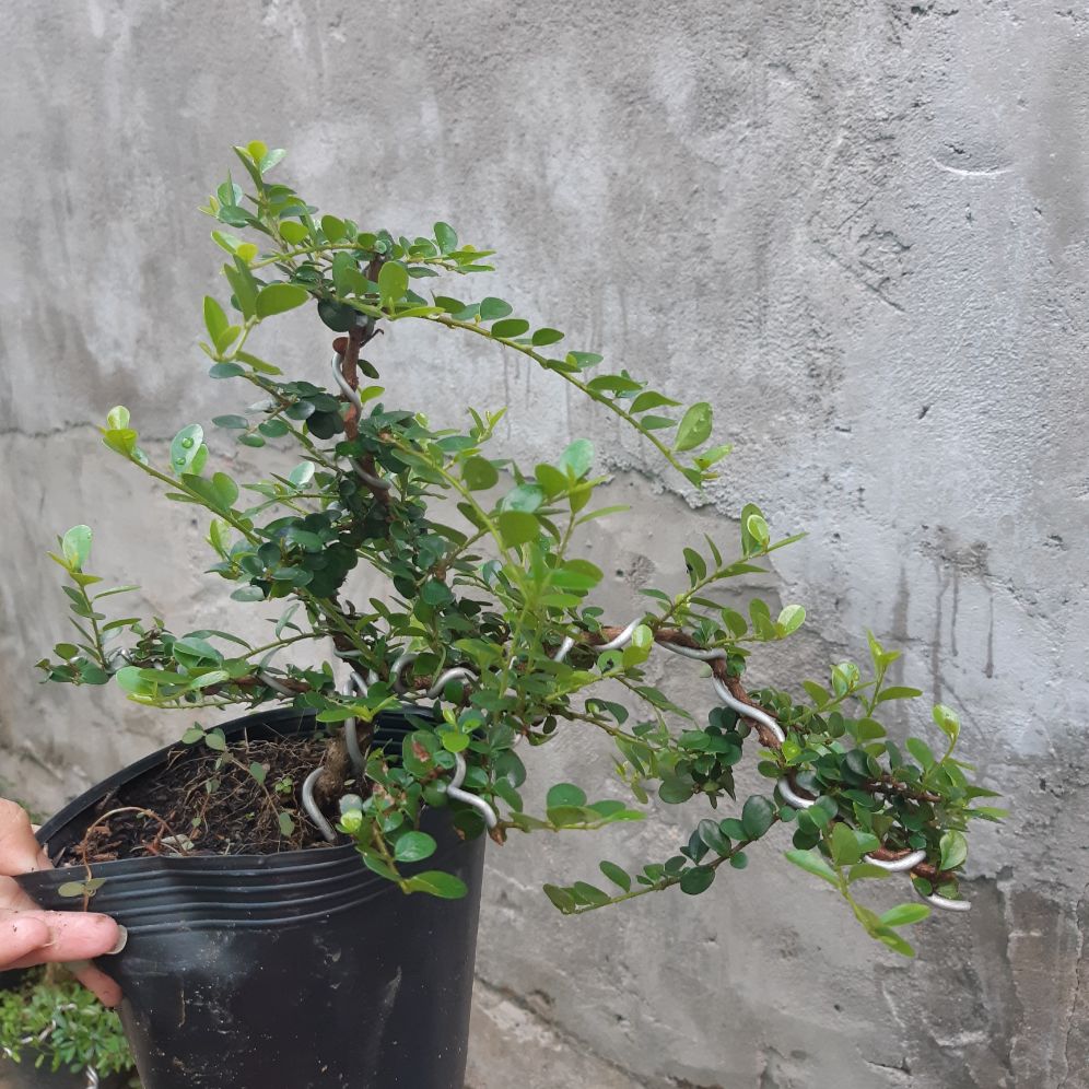 sam trái bonsai mini