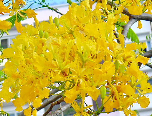 Cây Phượng vàng