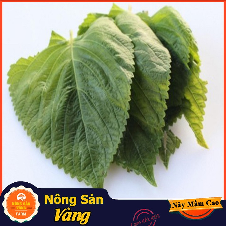 Hạt giống Rau Thơm Mè Hàn Quốc ( Gói 0,5 Gram ) - Nông Sản Vàng