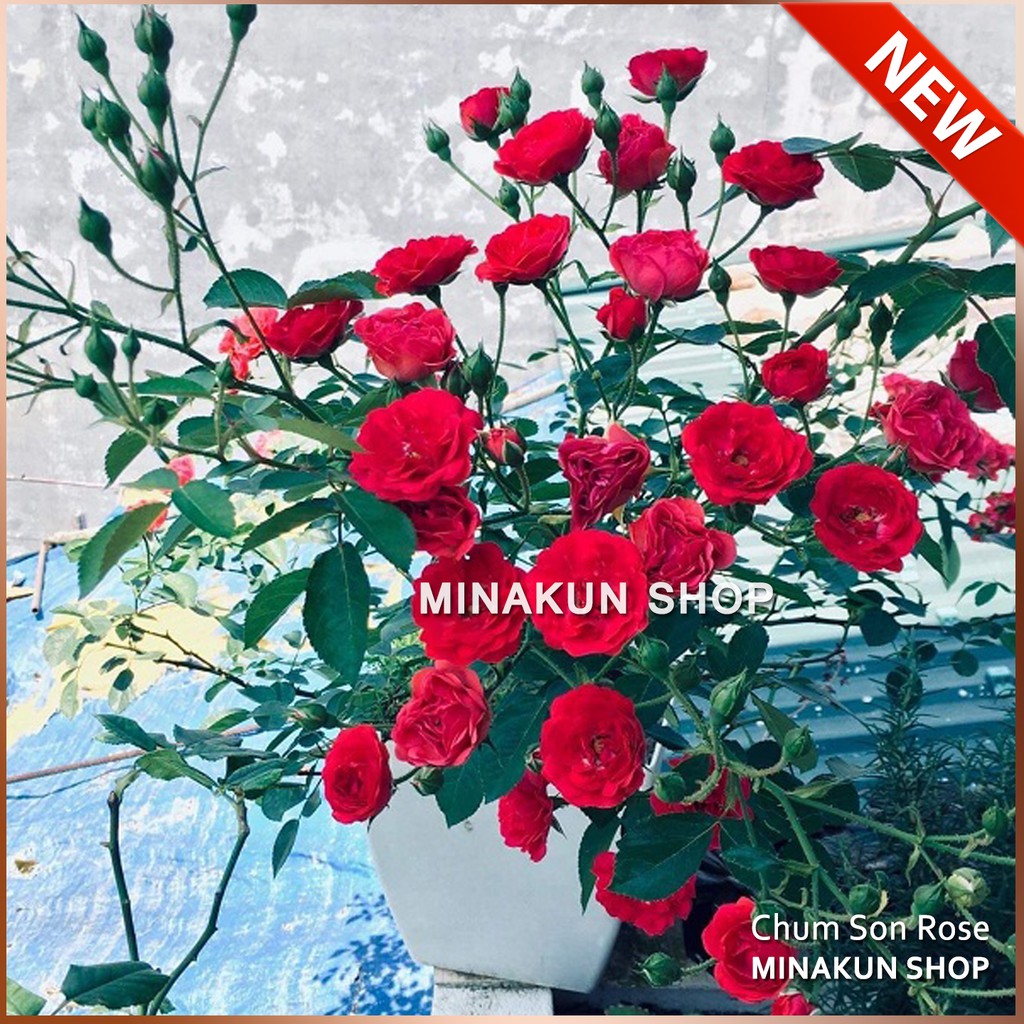 Hoa hồng Chum Son siêu hoa MinaKun Shop giá rẻ, ngâm kích mần