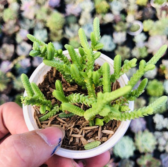 Sen đá trúc size trung 5-7 cm xuất vườn đà Lạt