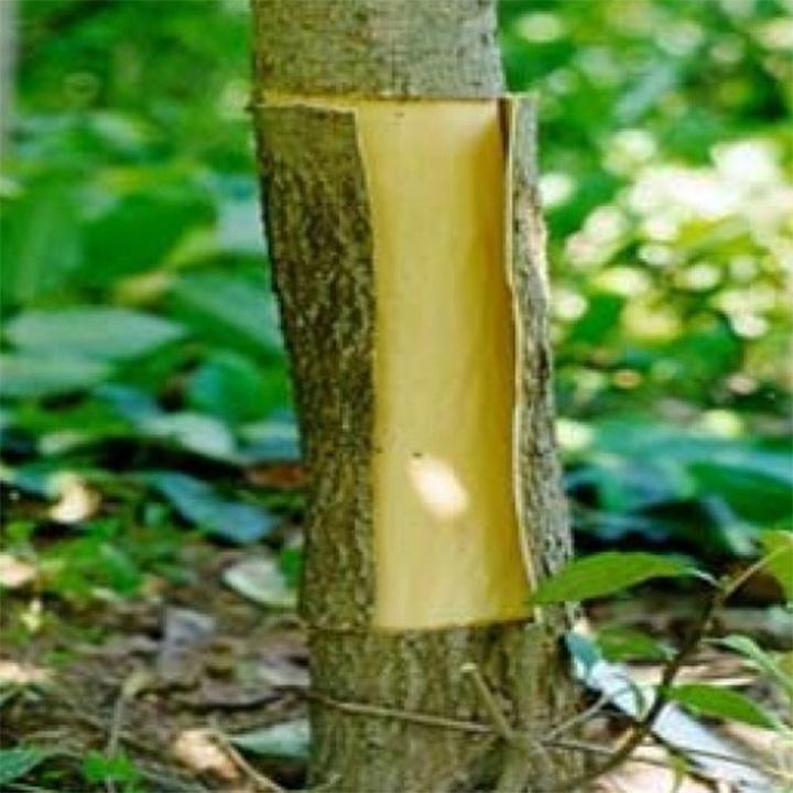 cây đỗ trọng khô 1kg