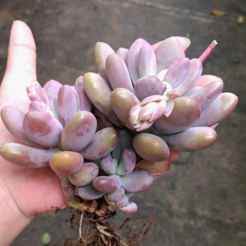 Sen đá Sỏi hoa đào
