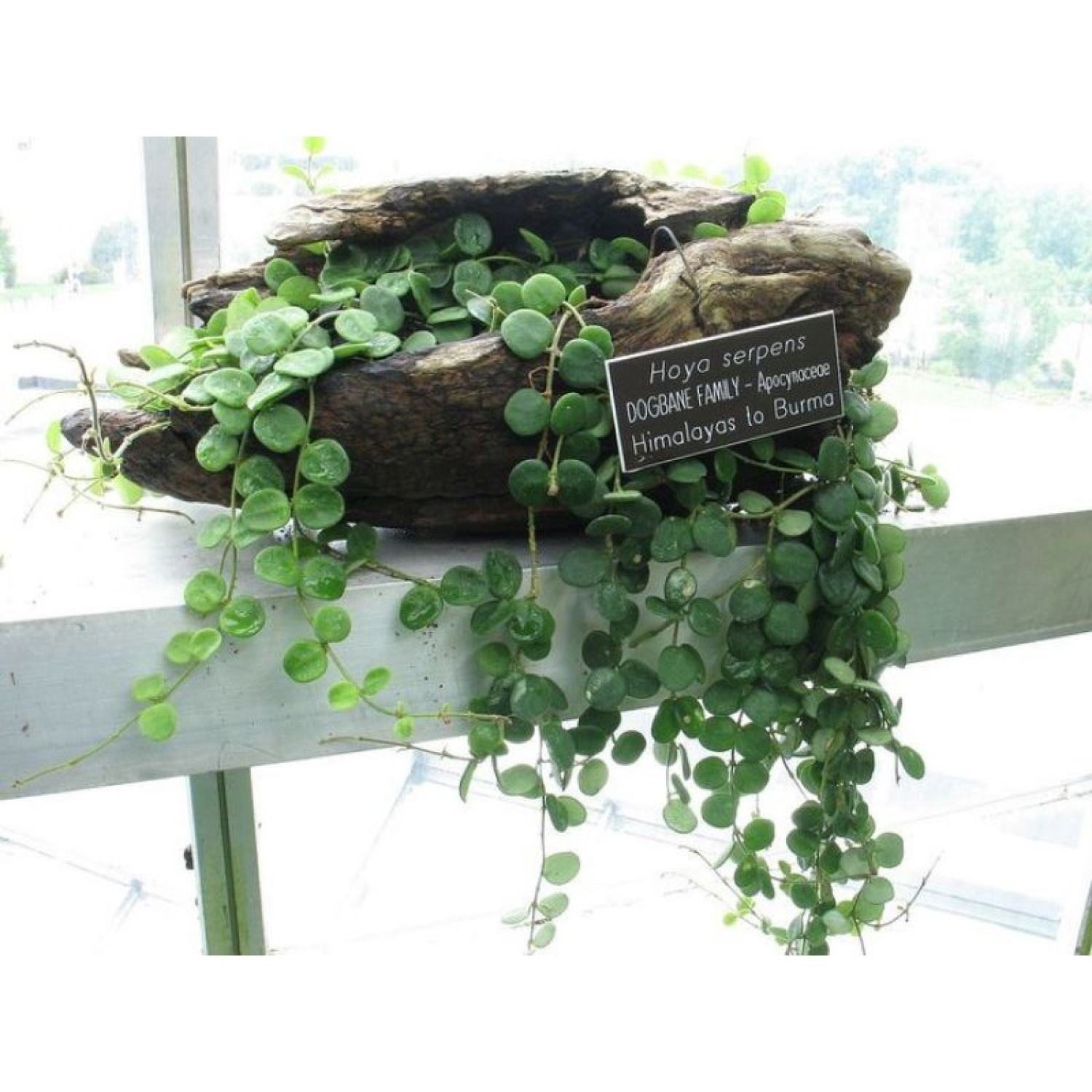 Cây cúc áo - peperomia - trang trí tiểu cảnh