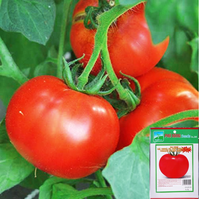 Hạt giống cà chua F1 chịu nhiệt Phú Nông - Trái đỏ tròn, năng suất cao, kháng bệnh tốt VTNN Nông Điền Trang