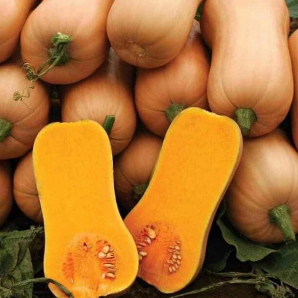 Hạt giống bí ngô mỹ da vàng 5 hạt