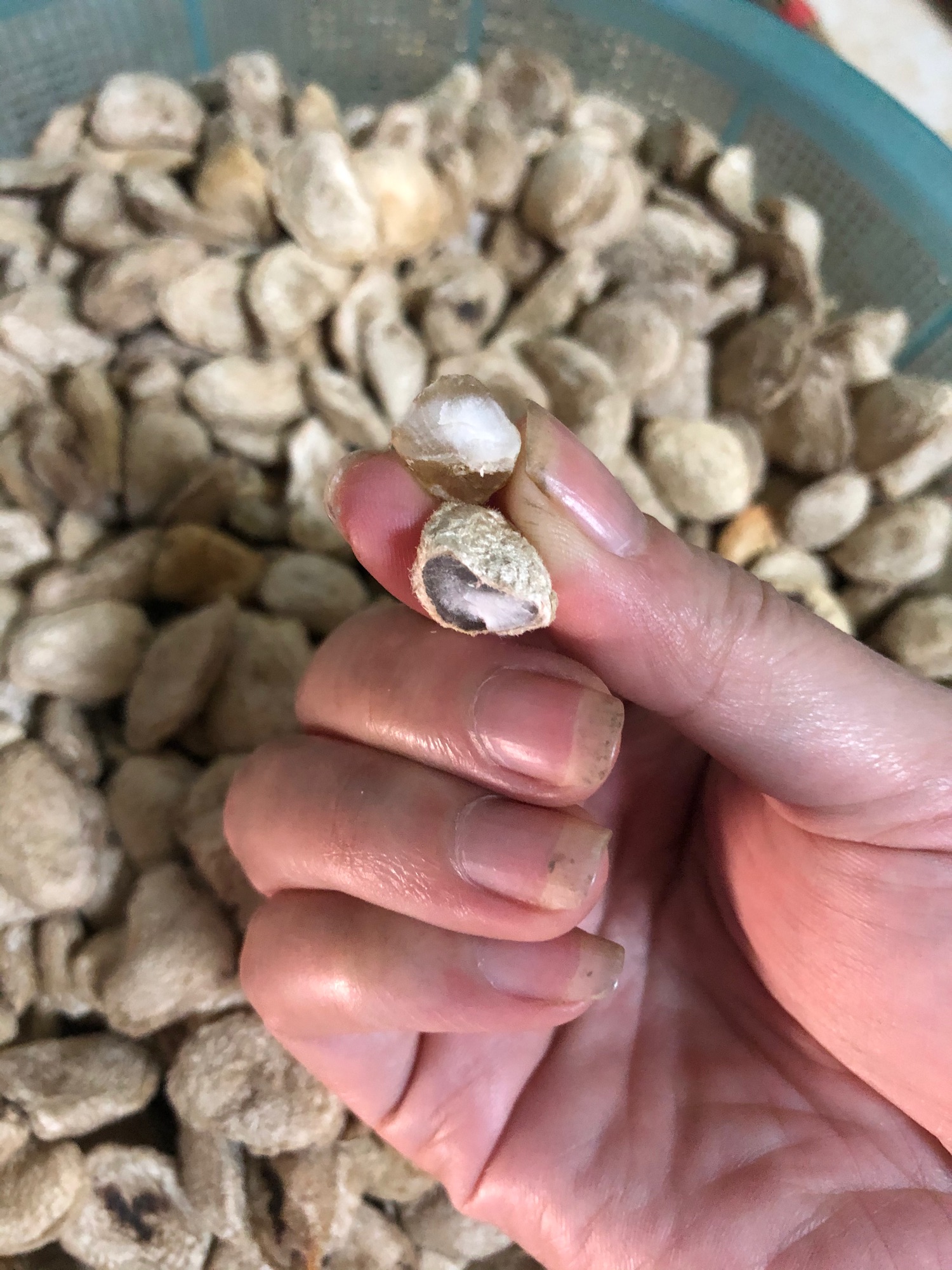 Hạt sang ( sành) rừng lõi trắng 150k/5 hạt