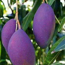 combo 2 cây xoài ngọc vân