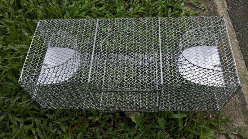 Bẫy chuột 2 cửa bẫy cả dòng họ chuột