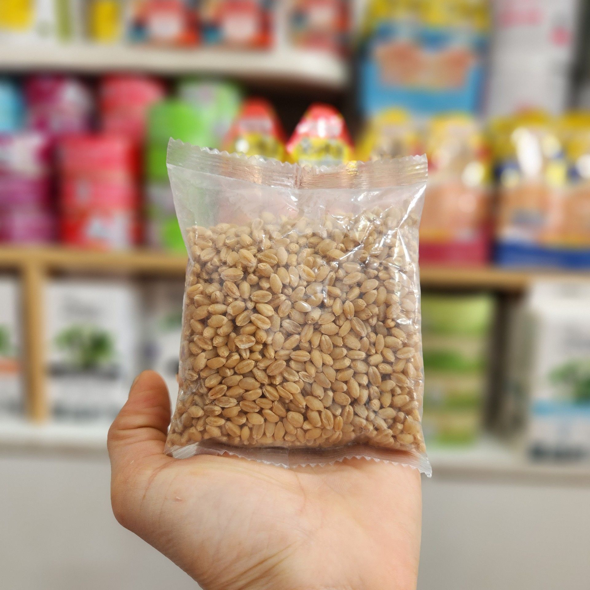 Hạt giống cỏ mèo gói 100gr