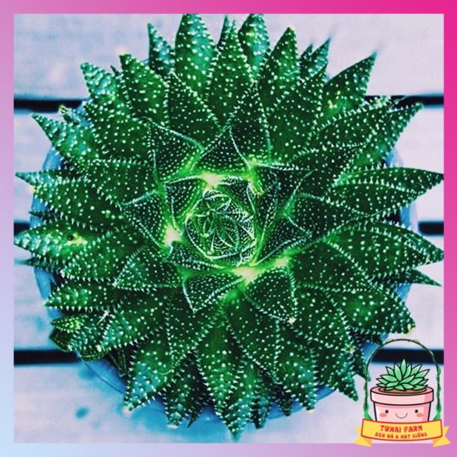 Sen đá sao biển khổng lồ ⭐⭐⭐ size đại - lỗi 1 đổi 1