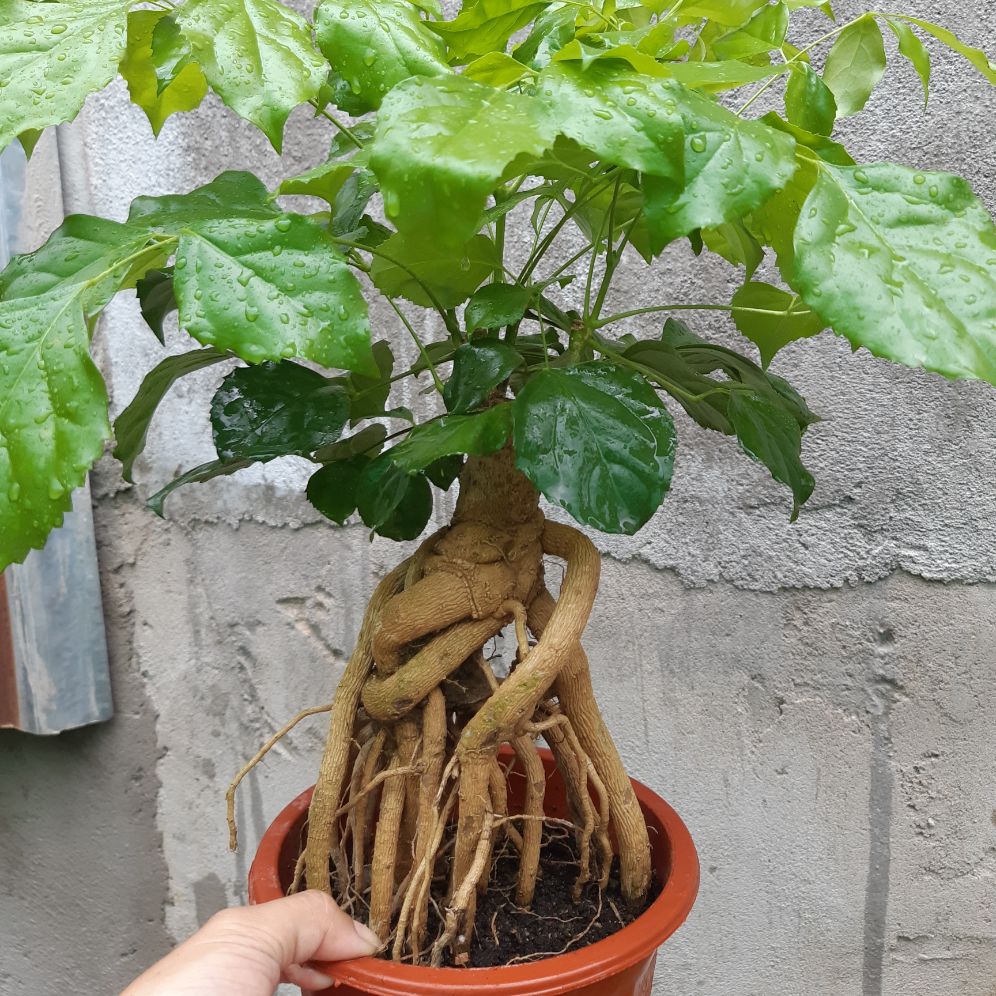 cây hạnh phúc bonsai gốc quái