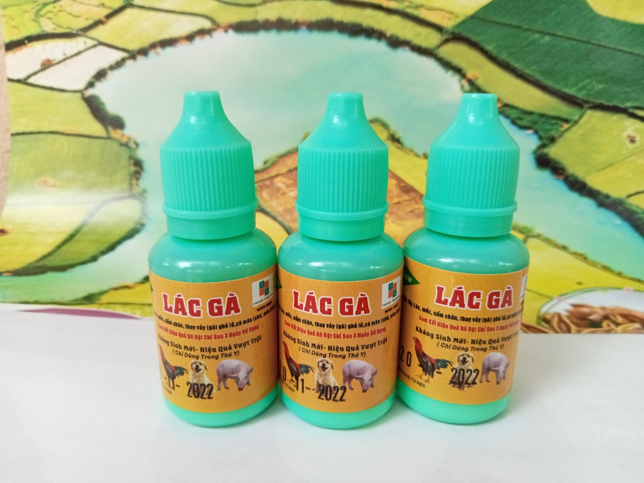 Combo 3 chai mốc lác
