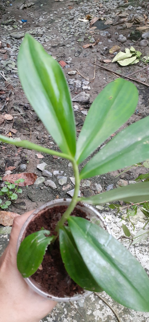 Cây cát lồi giống dùng làm rau và dược liệu