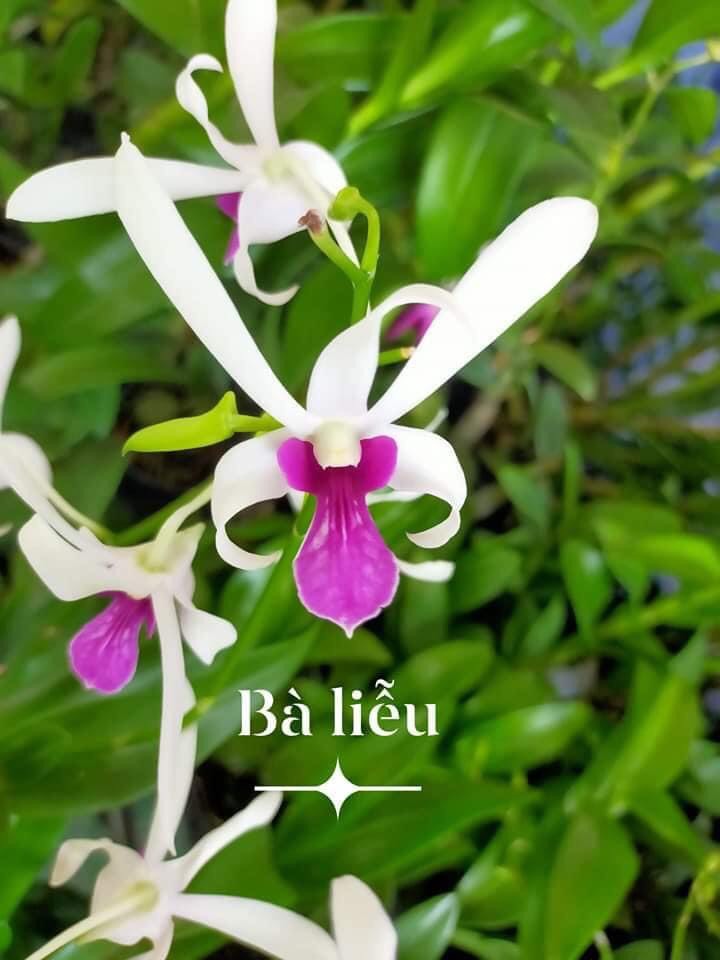 Lan dendro nắng xưa bà liễu f12 siêng hoa