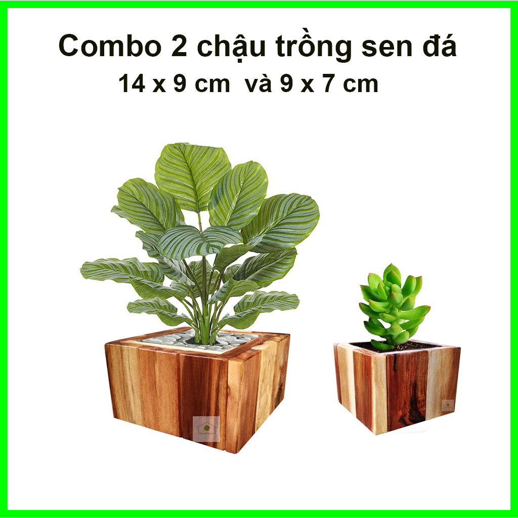 [HCM]Com bo 2 chậu gỗ trồng sen đá xương rồng cây cảnh 14/9  Greenhouse - Ngôi Nhà Xanh
