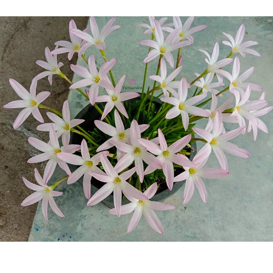 Củ hoa huệ mưa ngoại First Love, bông to, cánh dài, thơm ngọt, trắng pha hồng phấn rất xinh_Củ tóc tiên