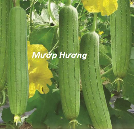 Gói 5 hạt giống mướp hương ta