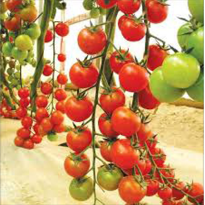 hạt giống cà chua chuỗi ngọc gói 30 hạt mua từ 50k tặng 2 sản phẩm