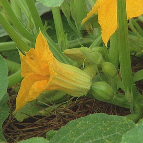 Túi 10 Gram Hạt Bí Nụ  Ăn Non F1. Nhiều Dinh Dưỡng - Kèm Quà Tặng